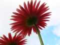 Gerbera backs 2